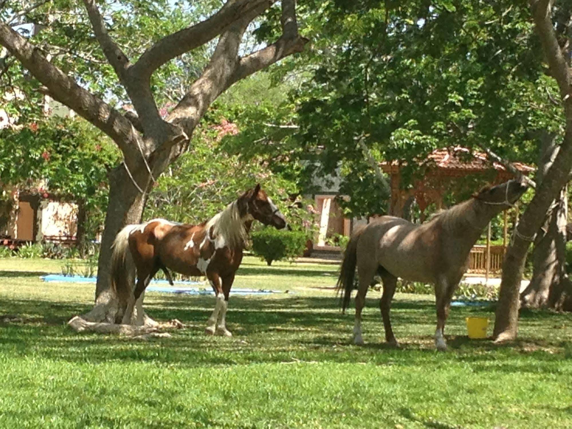 מלון Dzidzantún Hacienda San Francisco Tzacalha מראה חיצוני תמונה